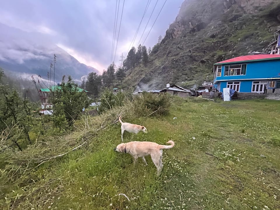 FORMOSA Cafe Hostel KASOL GOA Bed and Breakfast in Himachal Pradesh
