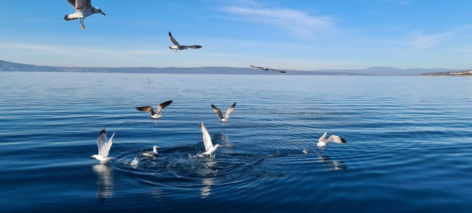 Natural landscape, Animals, Sea view