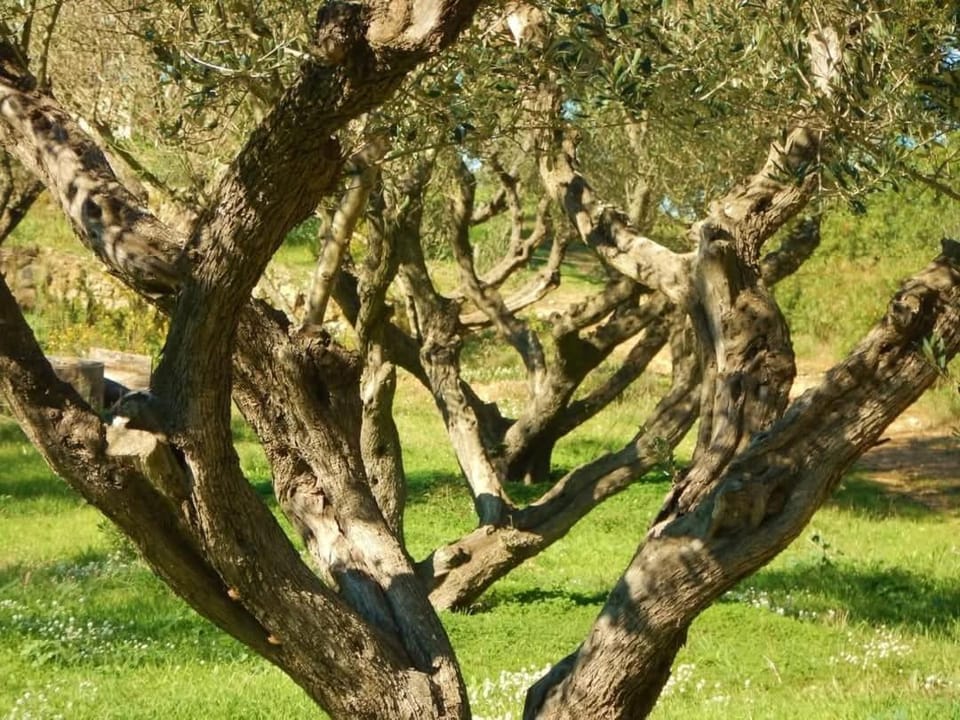 Coquet T2 rénové, proche plages et Hyères, 4 couchages Apartment in Hyères