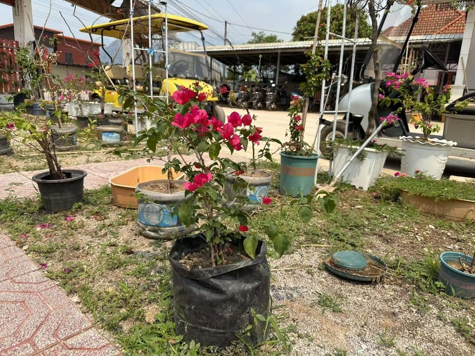 Garden view