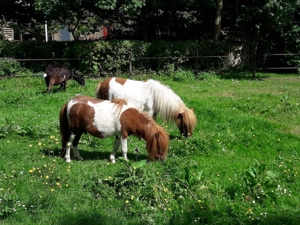Animals