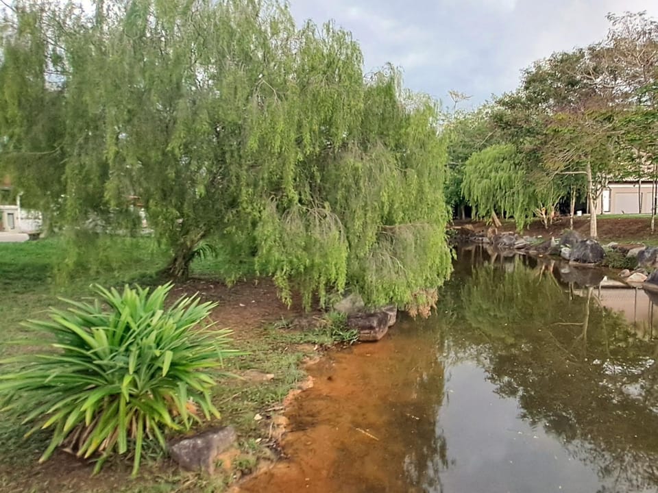 Lake view