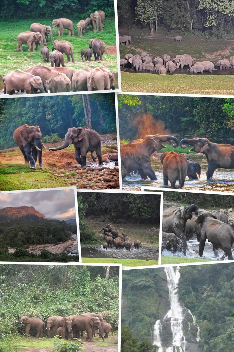 Animals