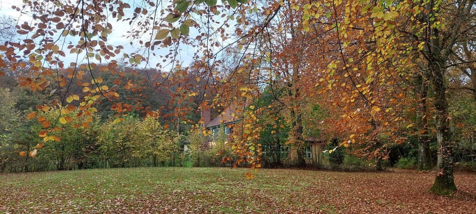 Day, Natural landscape, Garden