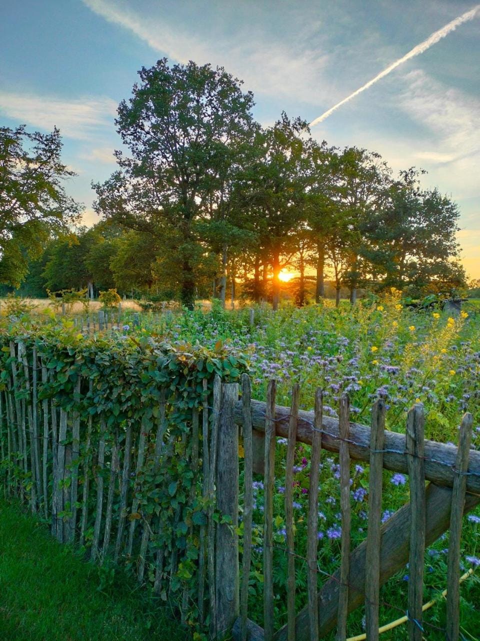Natural landscape, Garden, Sunset