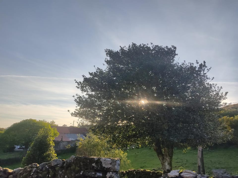 Garden, Sunset