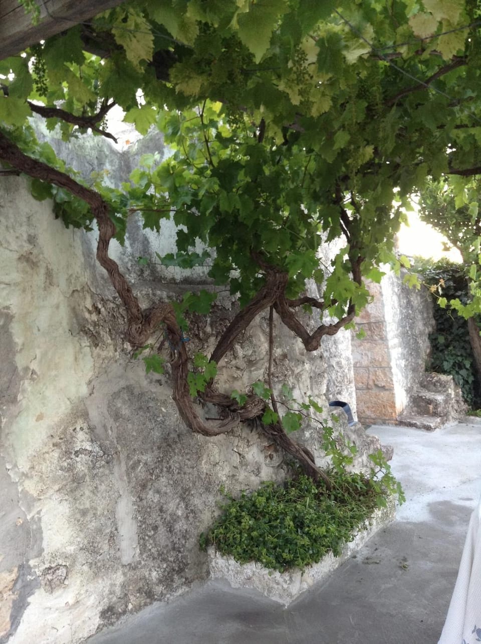 Garden view