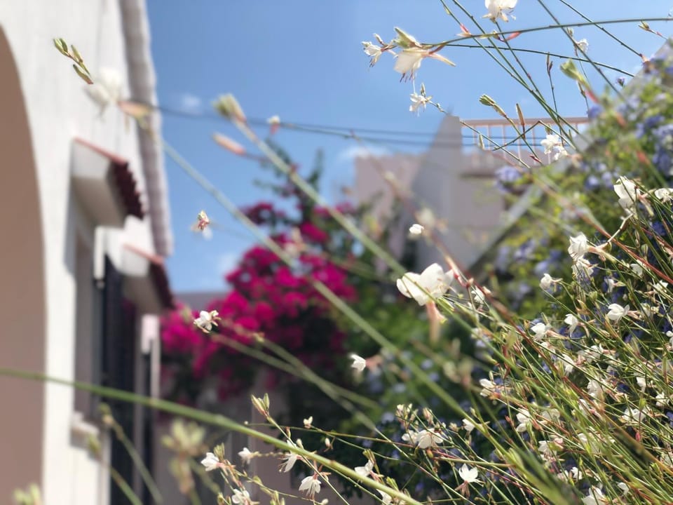 Spring, Day, Garden, Garden view