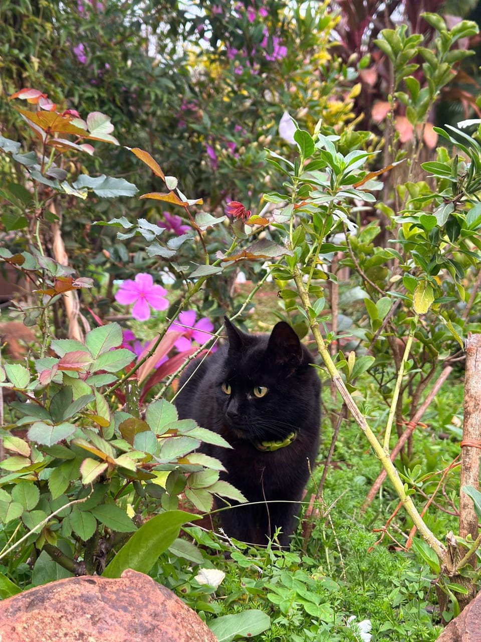 Garden, Garden view, Garden view