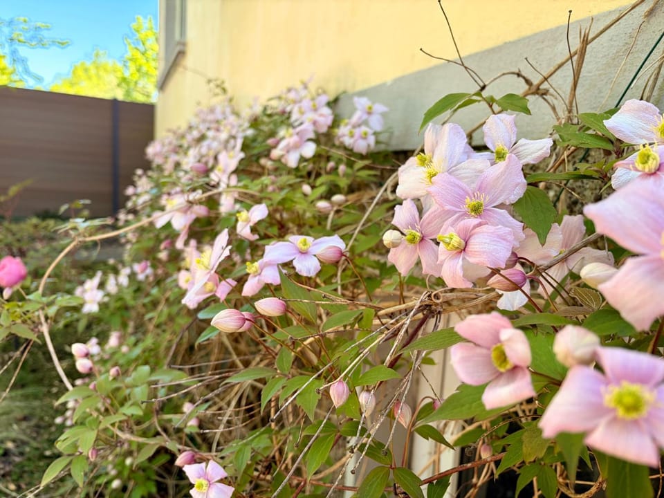 K4 Wohnung mit Gartenblick Apartment in Friesland