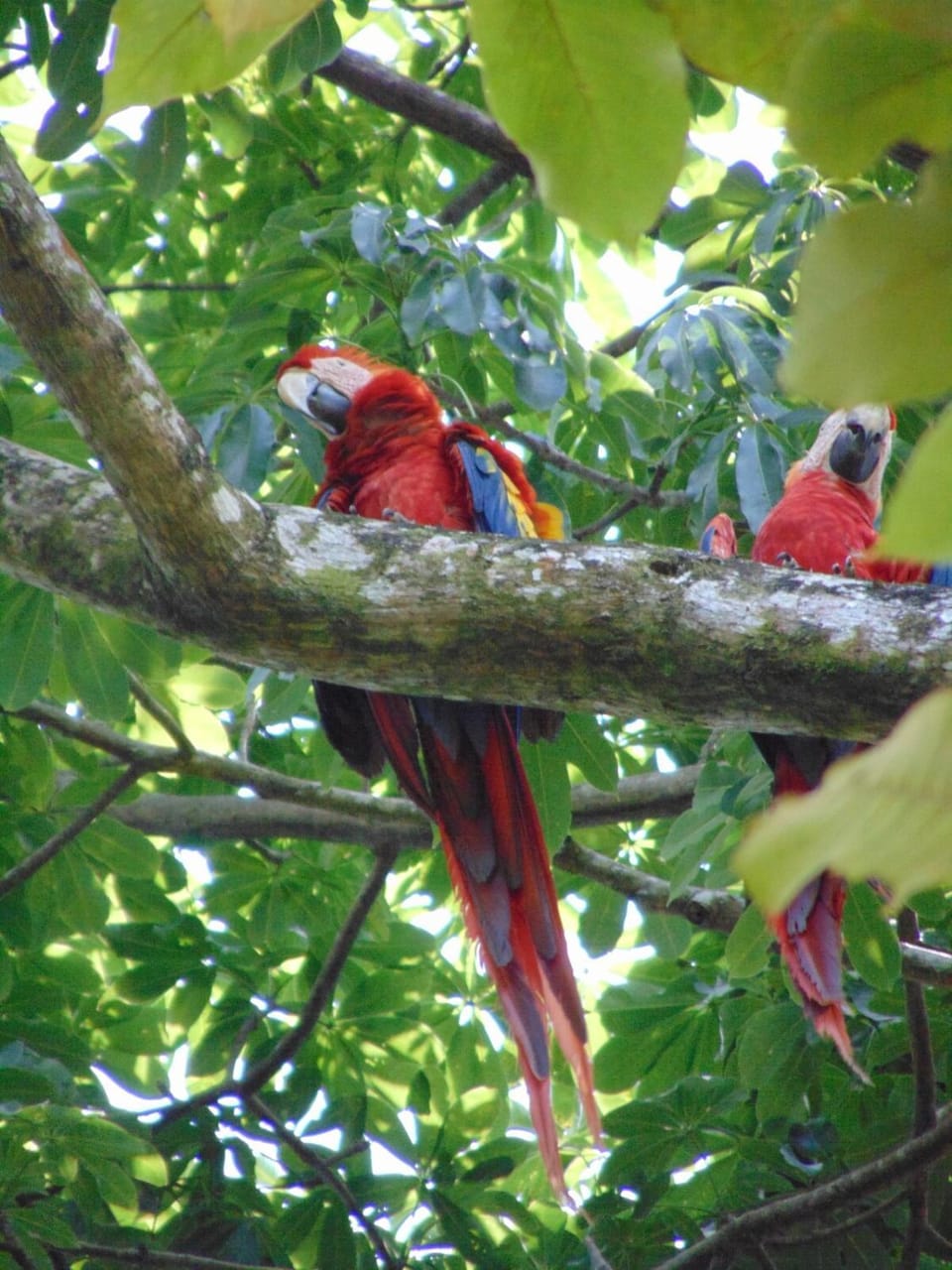 Tropical Forest Adventure Near Arenal Volcano Chalet in Alajuela Province