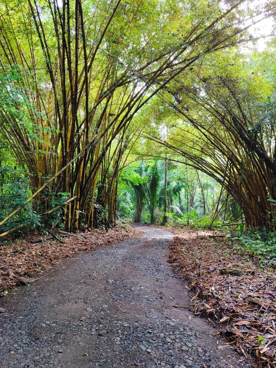 Tropical Forest Adventure Near Arenal Volcano Chalet in Alajuela Province