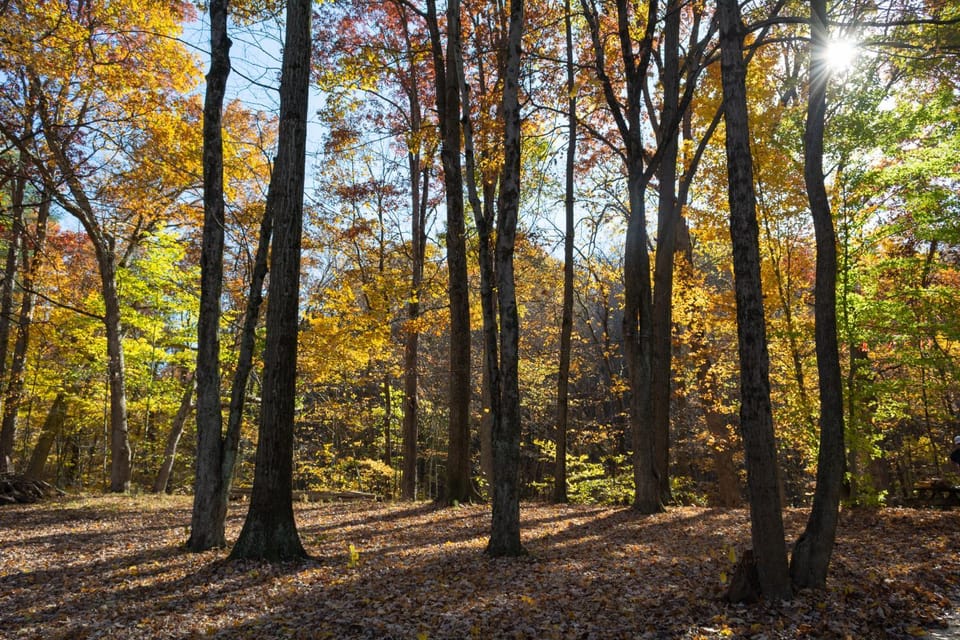 Natural landscape, View (from property/room)