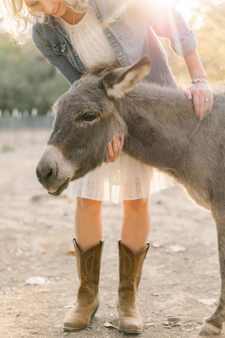 Animals, On site