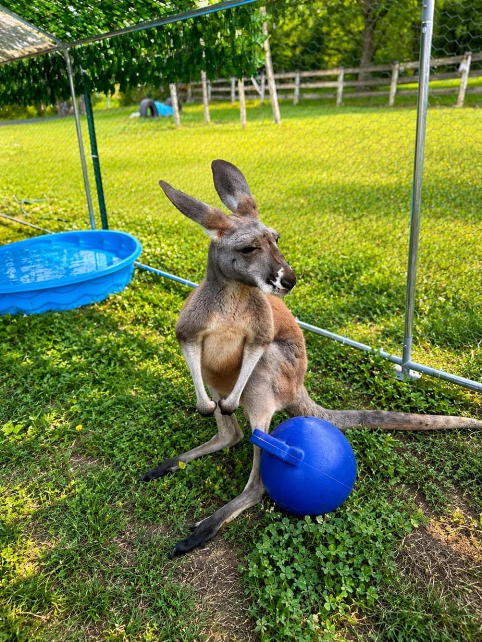 Garden, Animals, On site