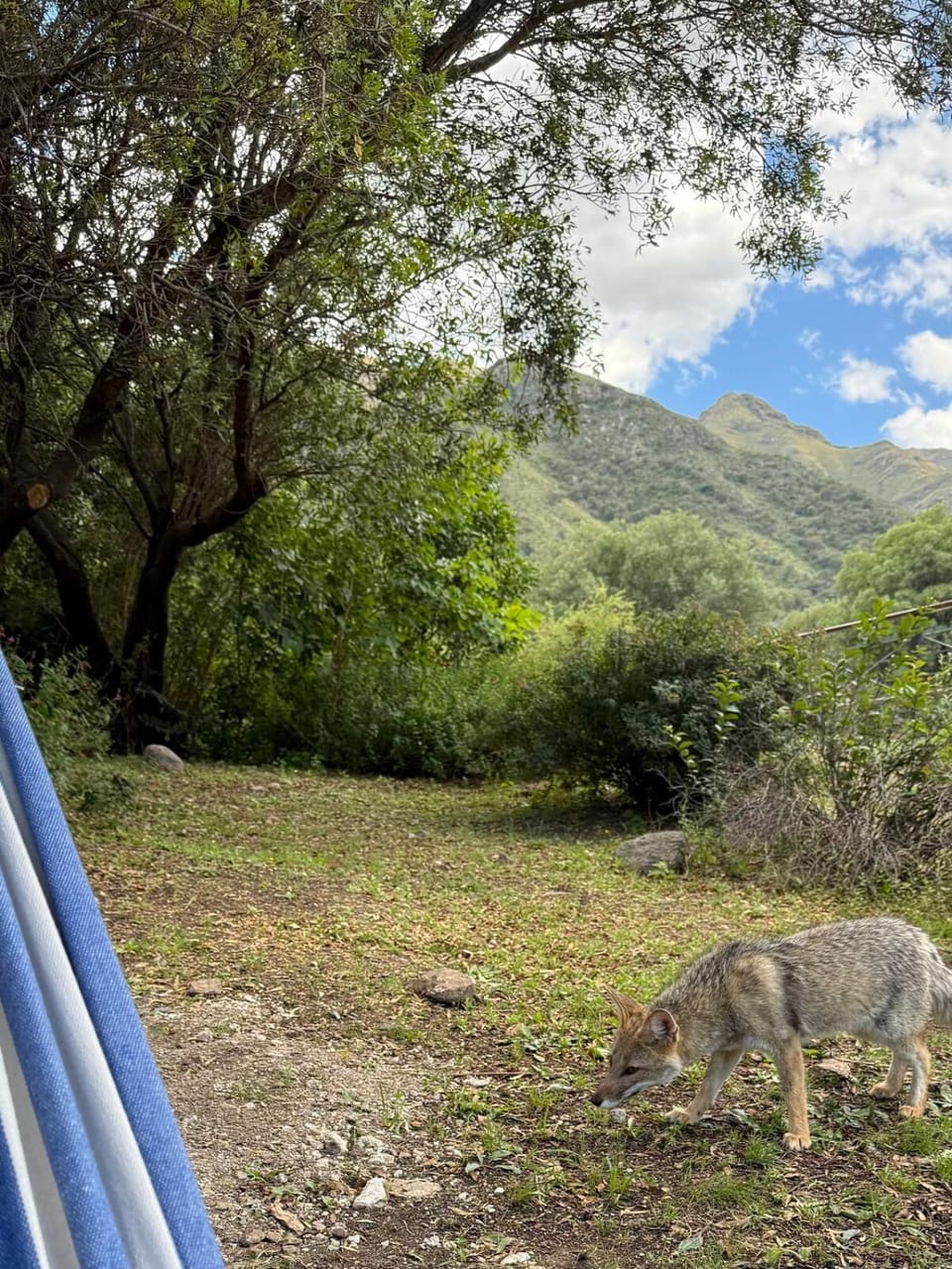 Off site, Day, Natural landscape, Animals, Mountain view