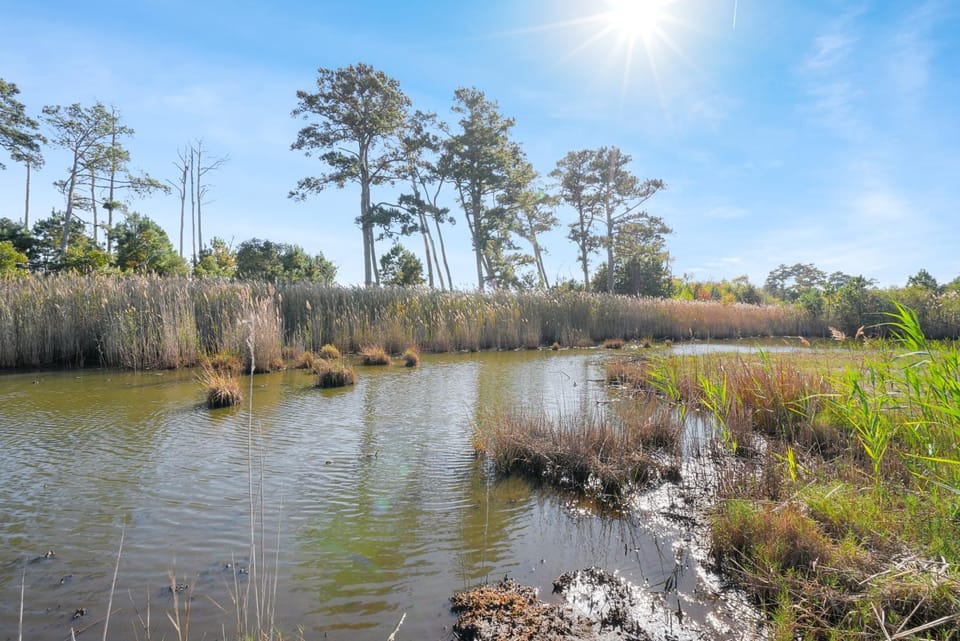 Egret's Walk - Charming Cottage on North Main! House in Chincoteague Island
