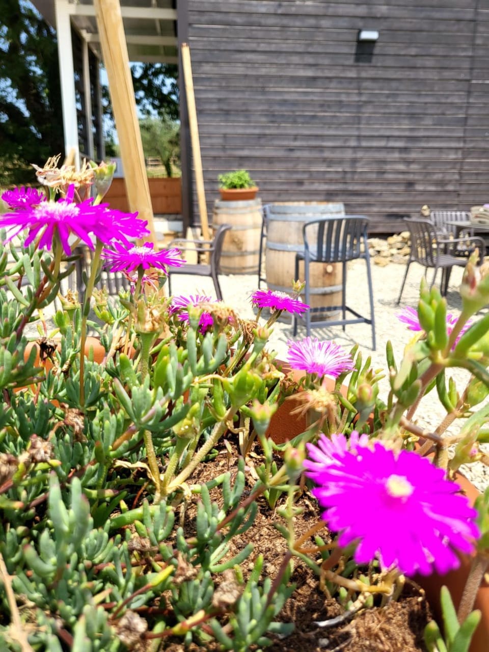 Garden view