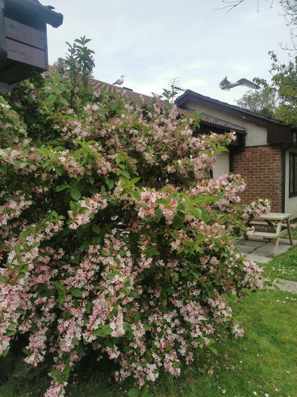 Tolroy manor holiday cottage Apartment in Hayle