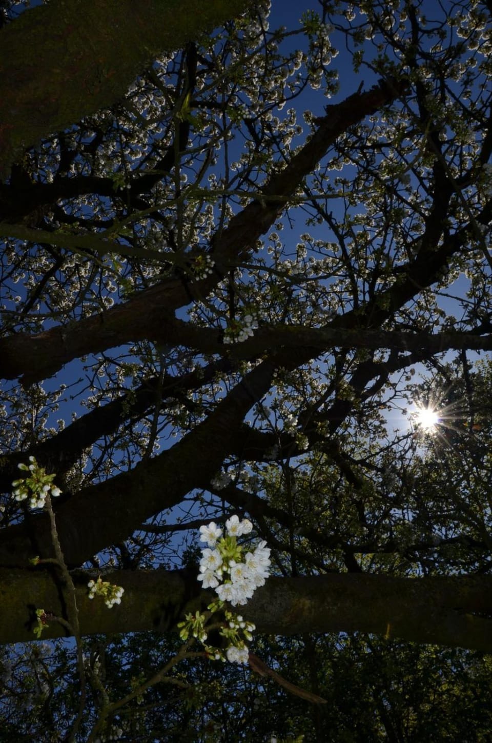 Hoeve BôThé - Vakantiewoning Apartment in Flanders