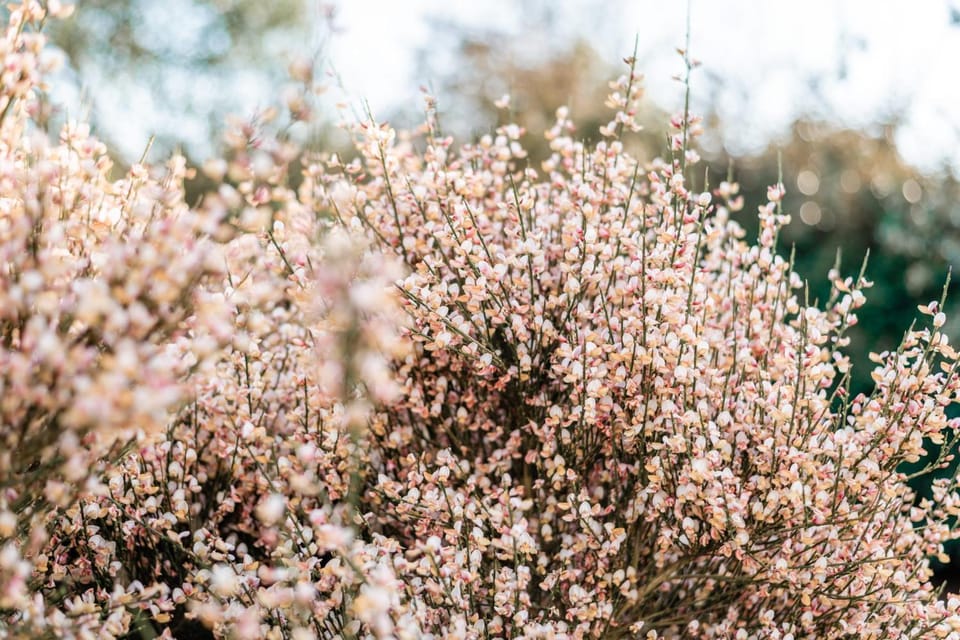 Spring, Day, Natural landscape, Garden, Garden view