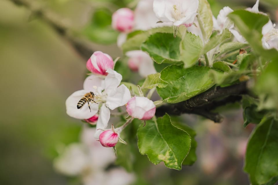 Gartenapart Apartment in Trentino-South Tyrol