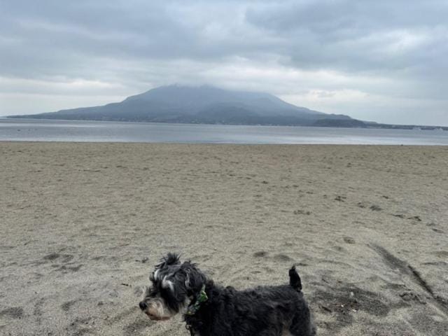 Nearby landmark, Beach, Pets