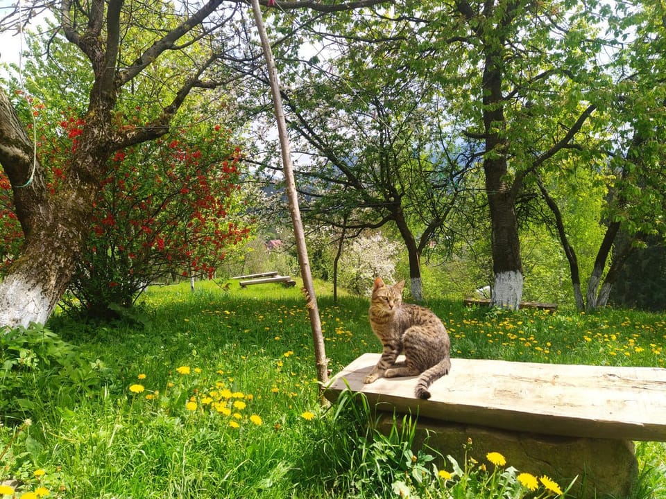 Krutogora Bed and Breakfast in Ukraine