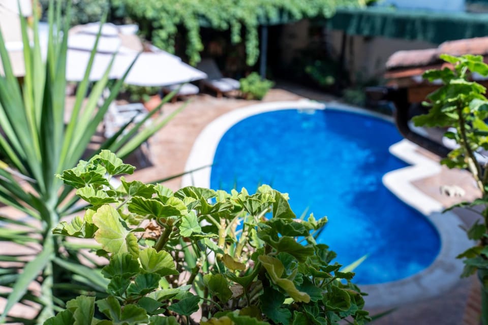 Garden, Garden view, Pool view, Swimming pool