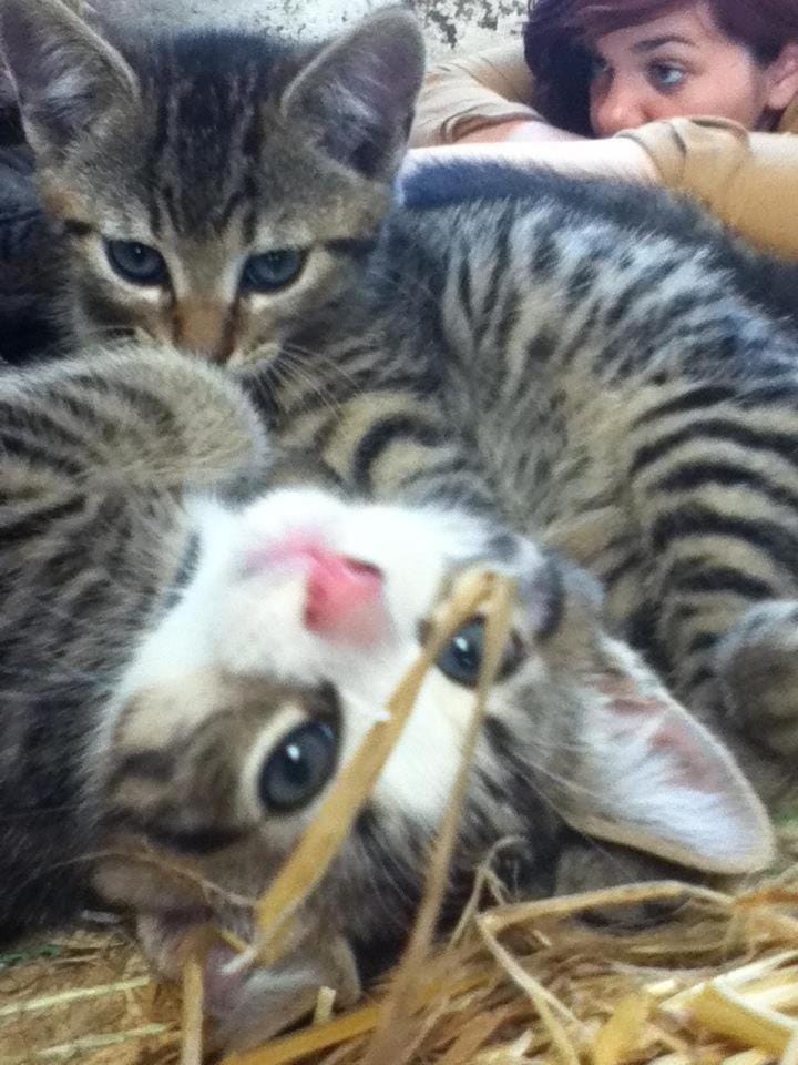 Pets