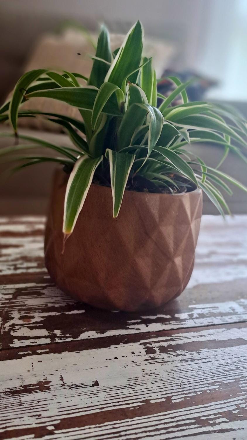 Le Cocon-proche Rennes Apartment in Brittany