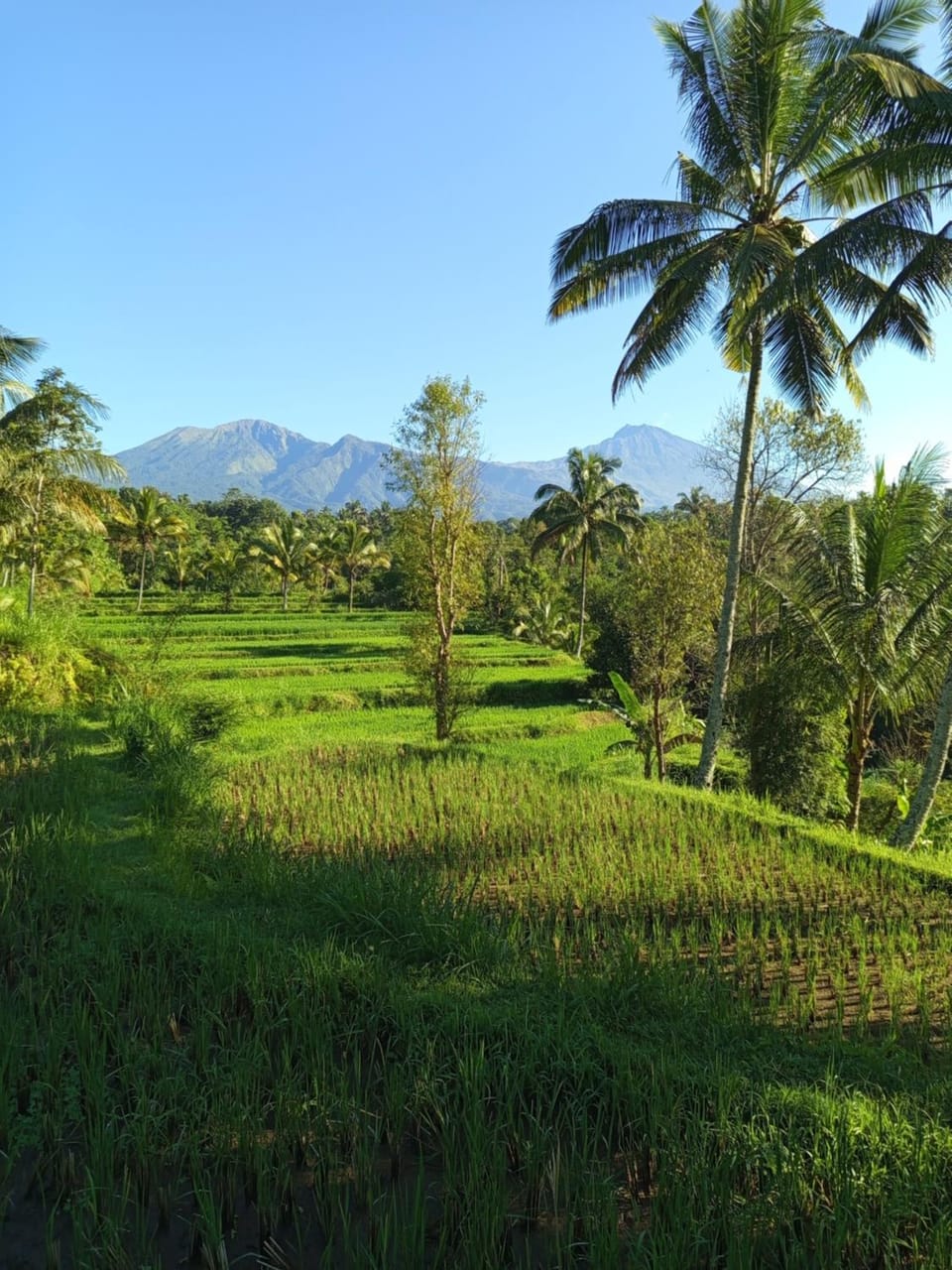 Nearby landmark, Day, Natural landscape, Garden, Garden view, Mountain view