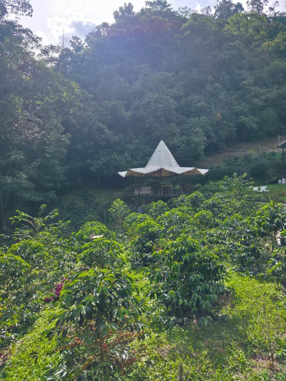 Restaurant/places to eat, Garden, Dining area, Food, Garden view