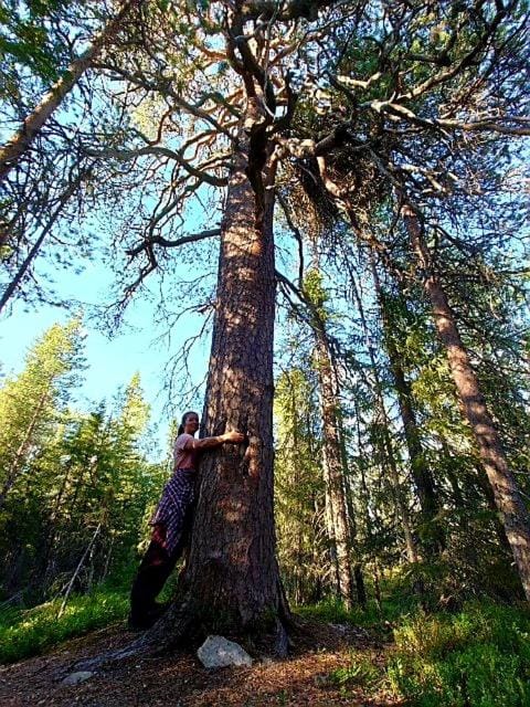 Kelorinne ladun ja järven läheisyydessä Chalet in Finland