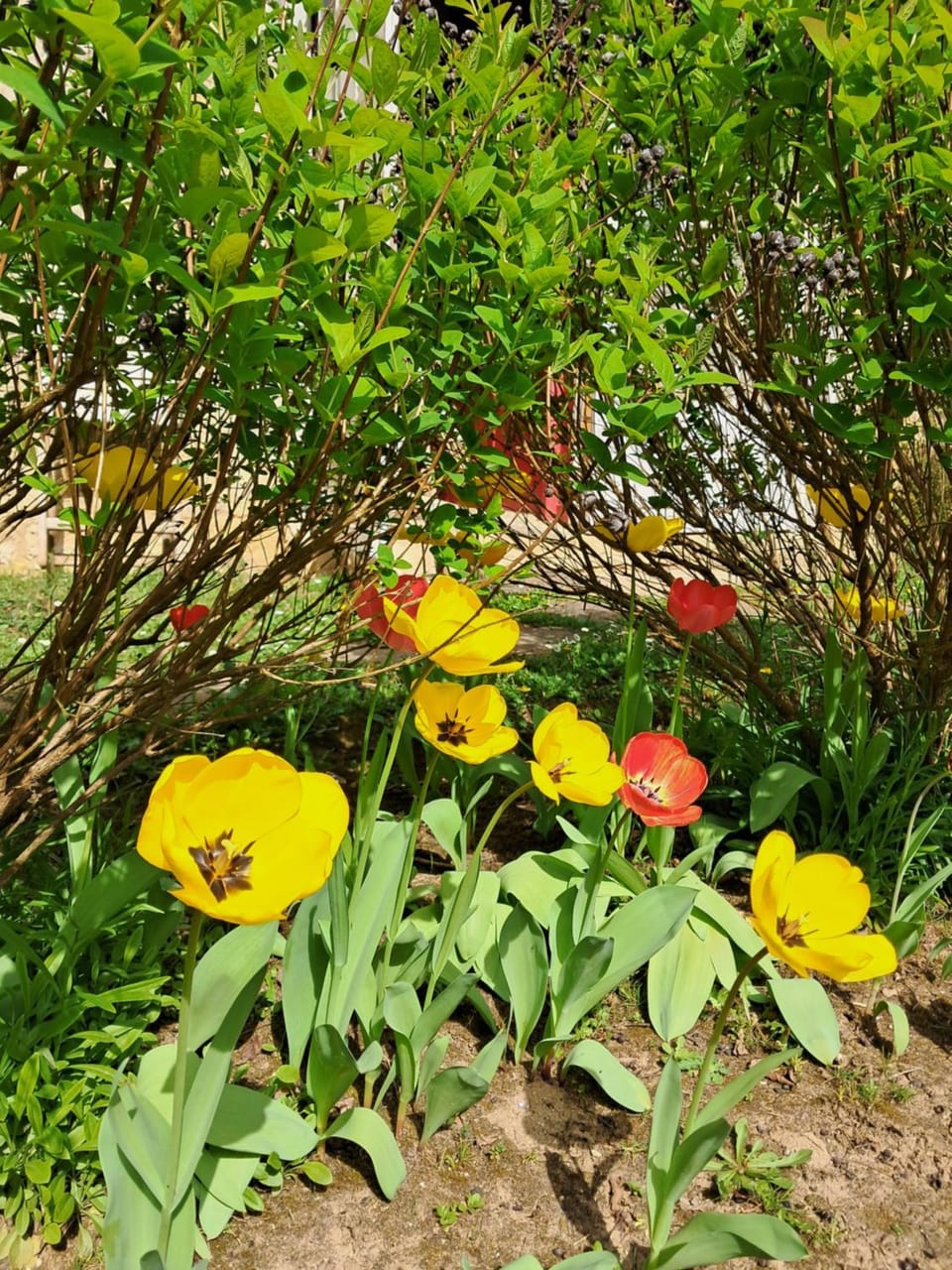 Spring
