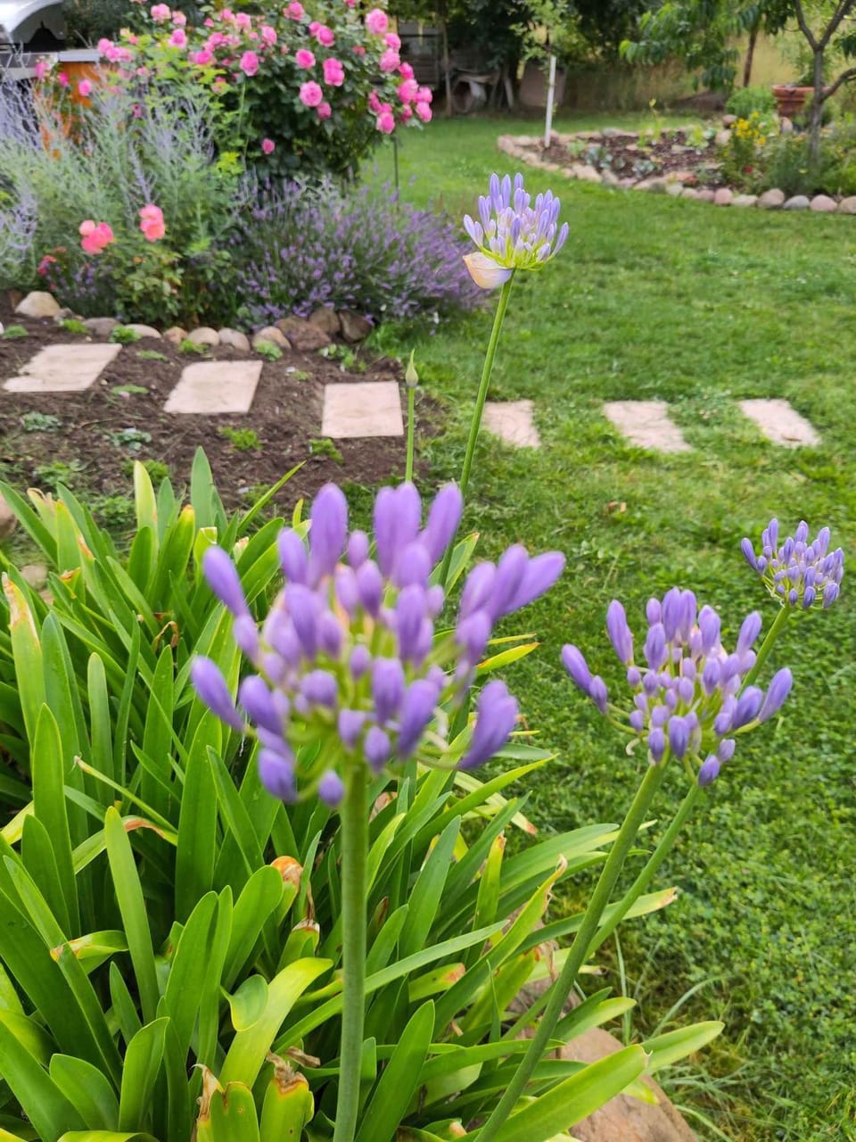 Summer, Garden
