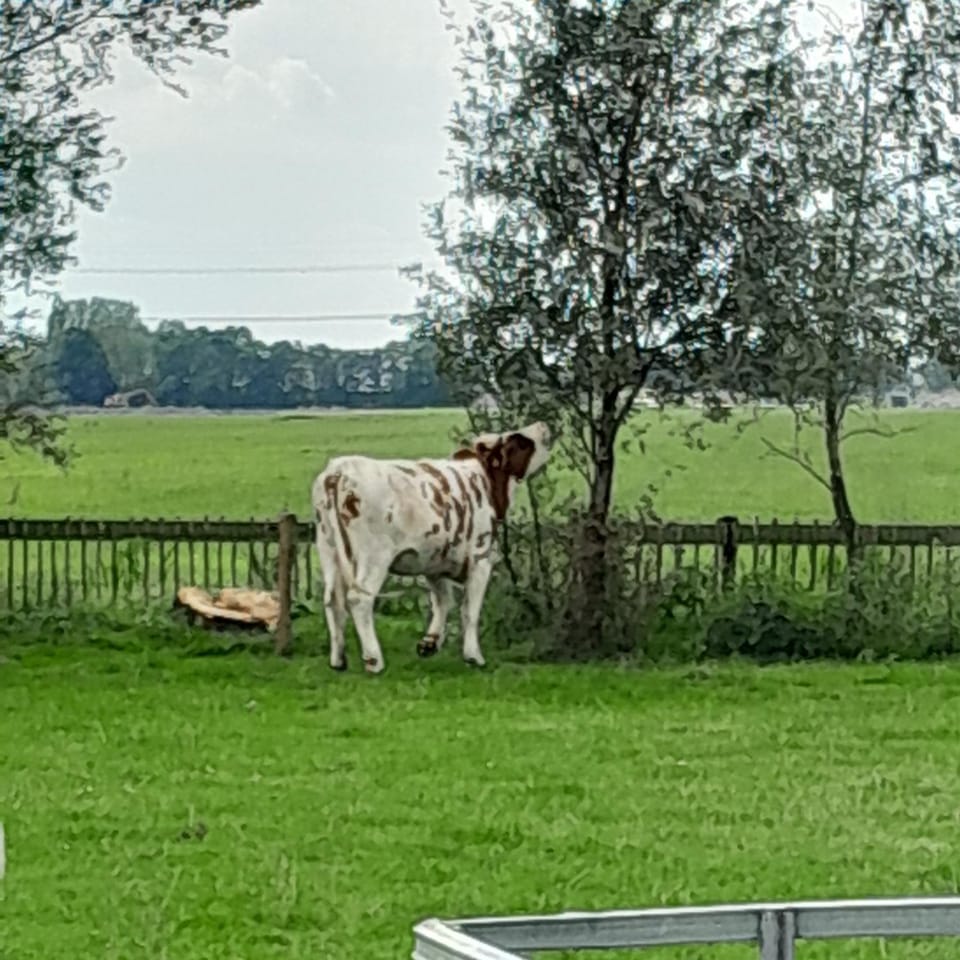 Day, Natural landscape, Animals
