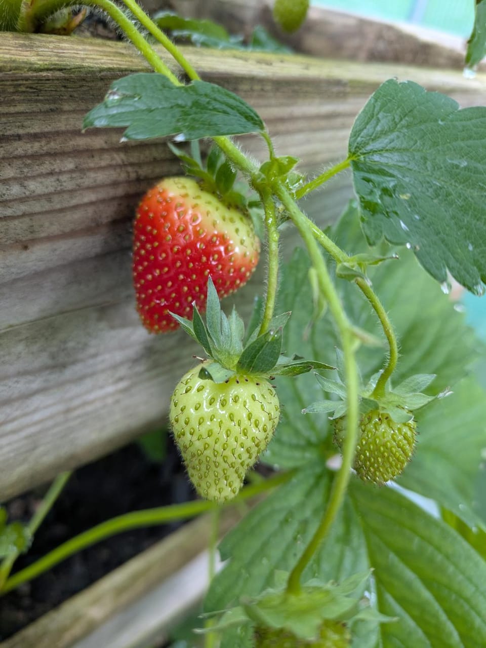 Garden view, Breakfast
