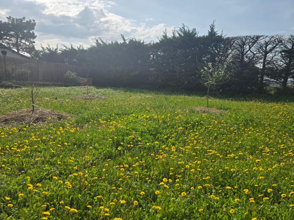Natural landscape, Garden, Garden view