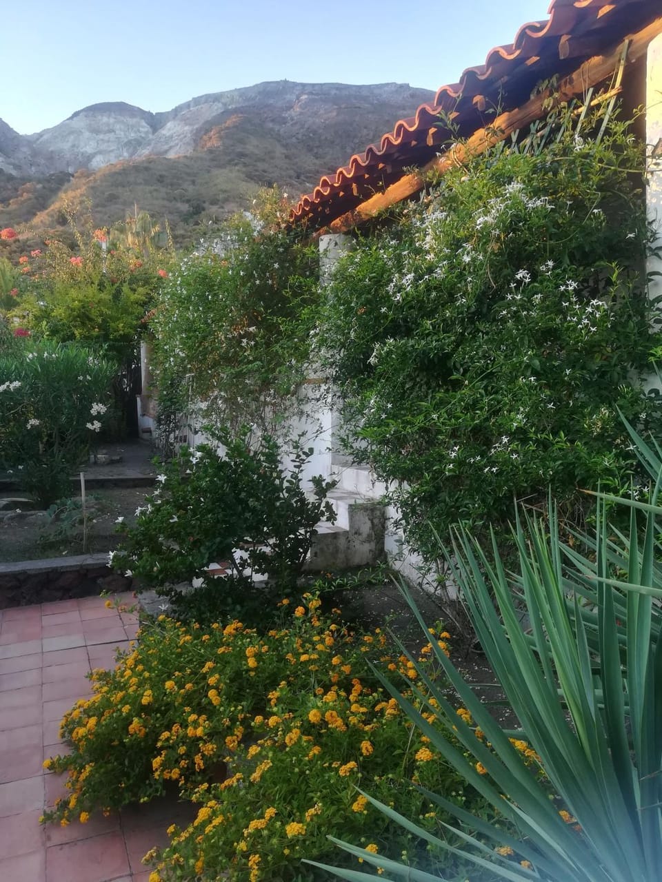 Garden view