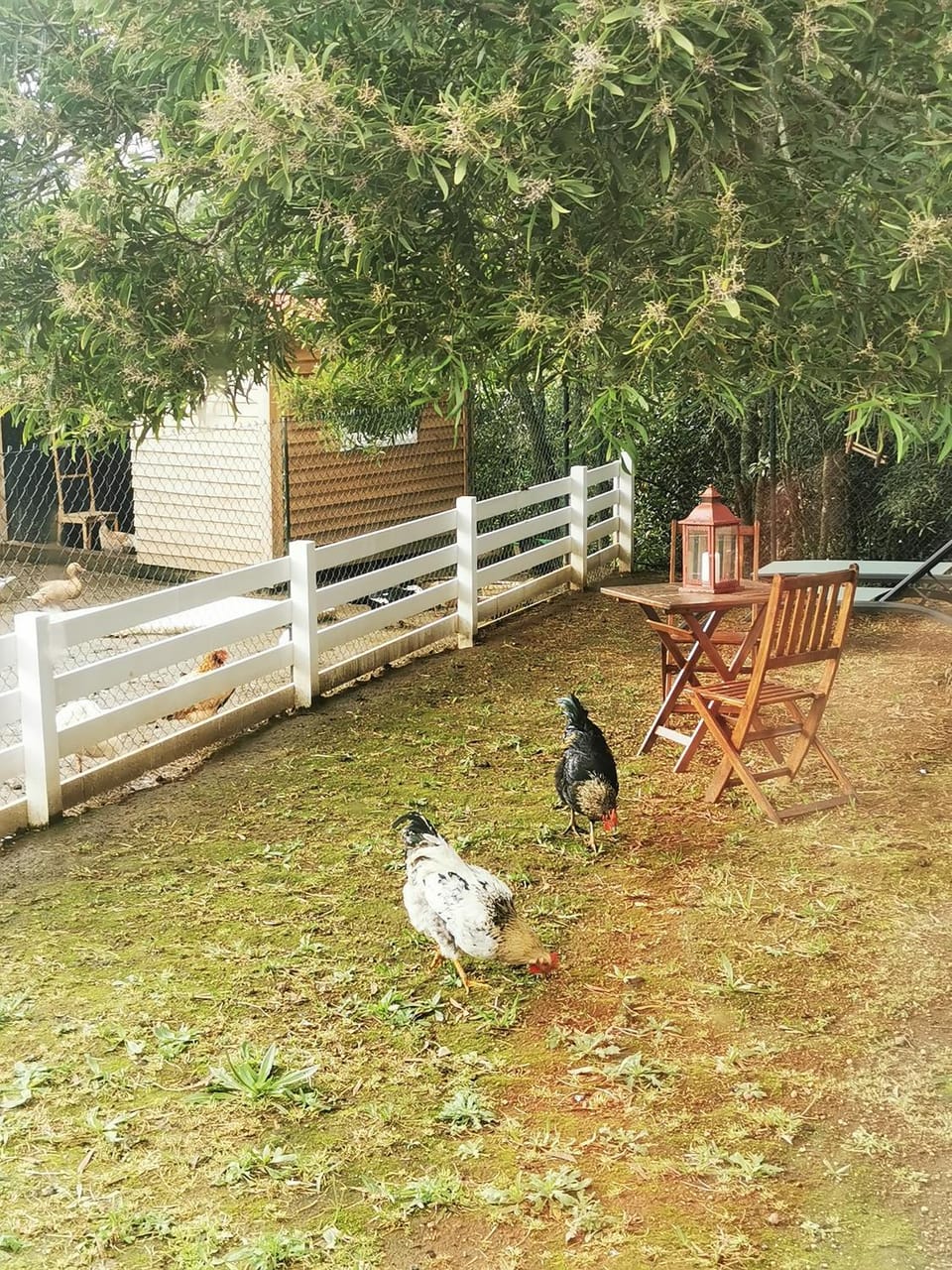 Garden, Pets