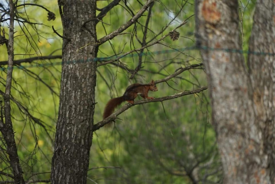 Garden, Animals