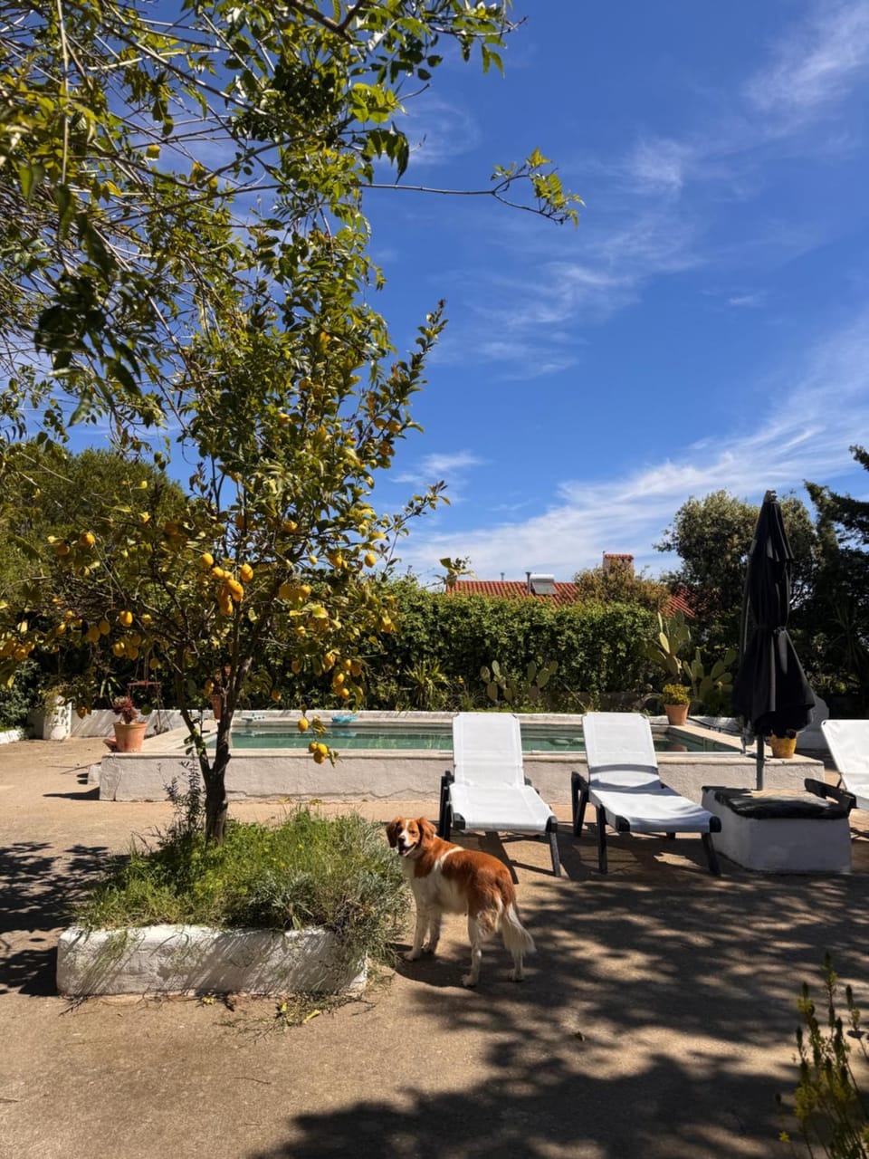 Day, Pets, Swimming pool, sunbed