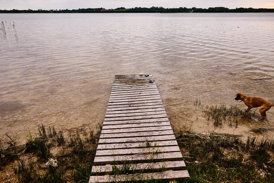 Day, Natural landscape, Pets, Lake view