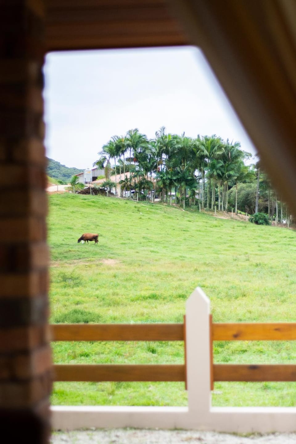 Day, Natural landscape, Animals