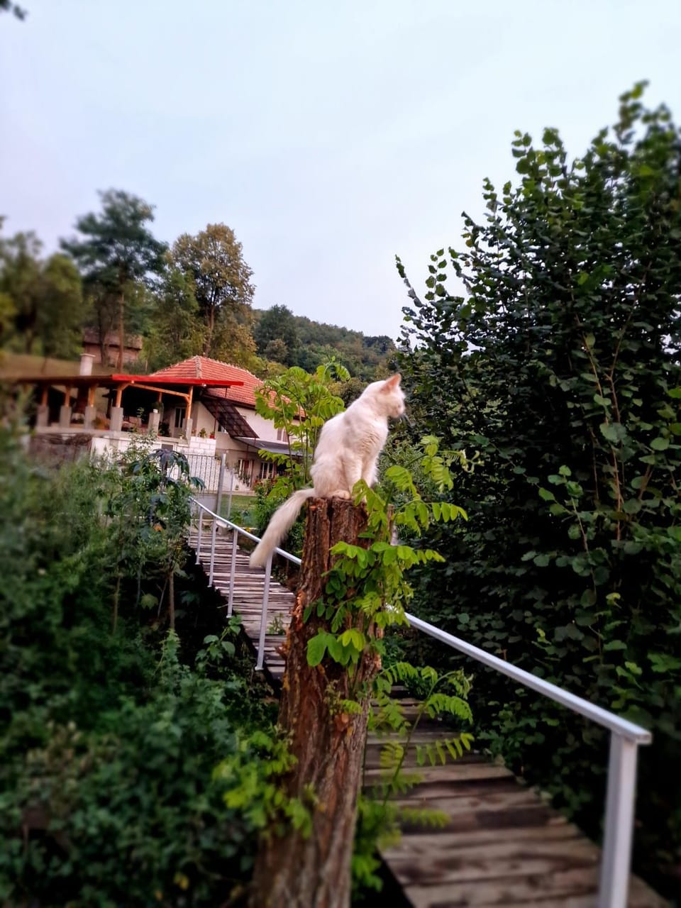 Property building, Day, Pets
