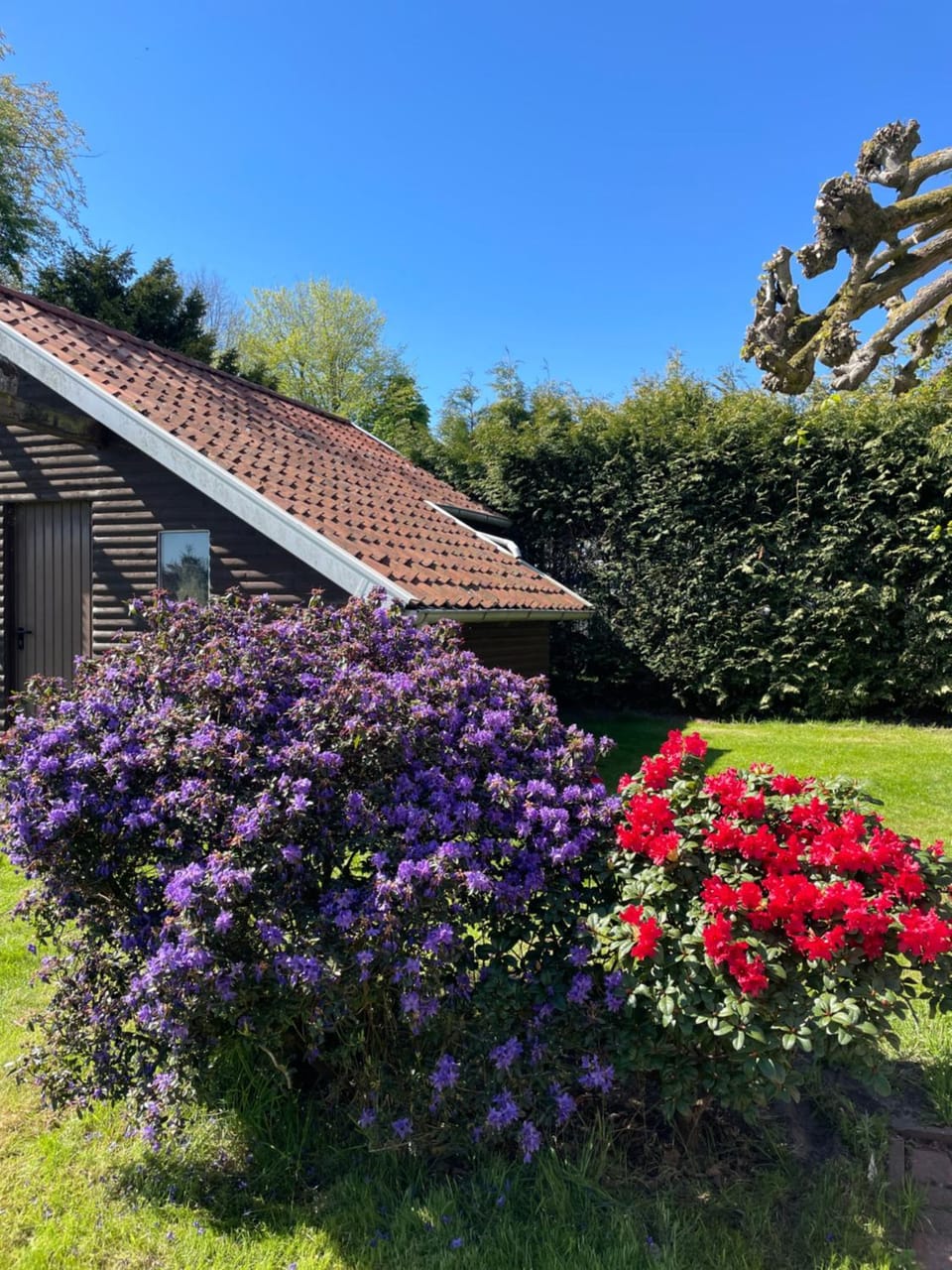 Garden view
