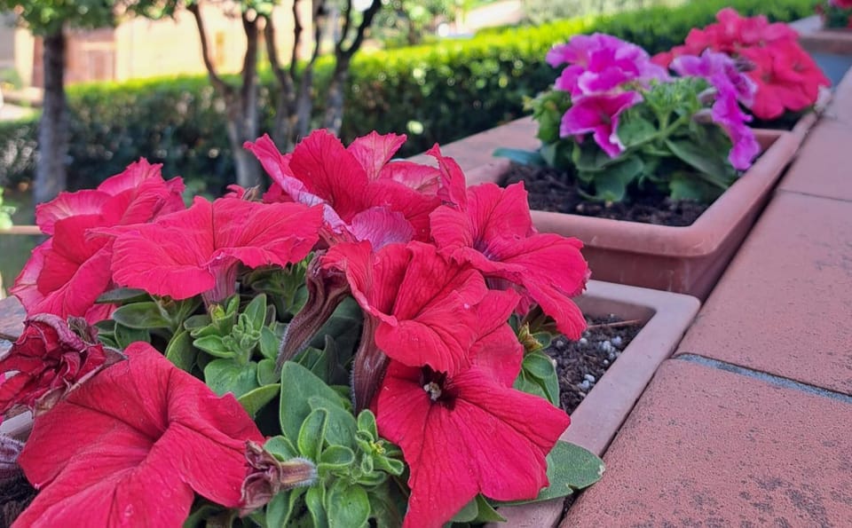 Spring, Garden, Garden view