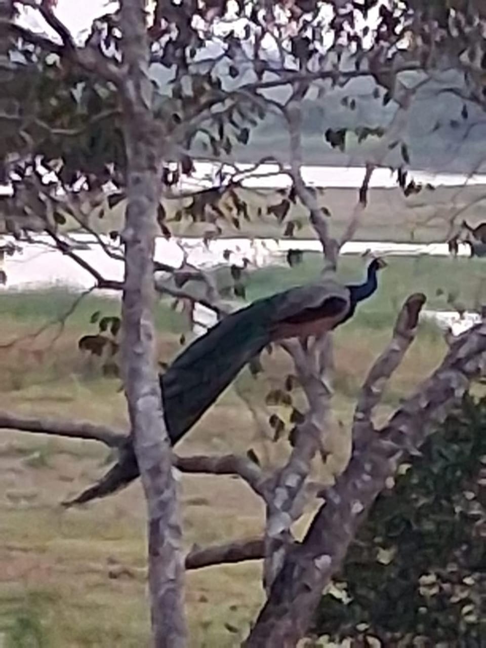 Eagle Wilpattu Resort Hotel in Sri Lanka