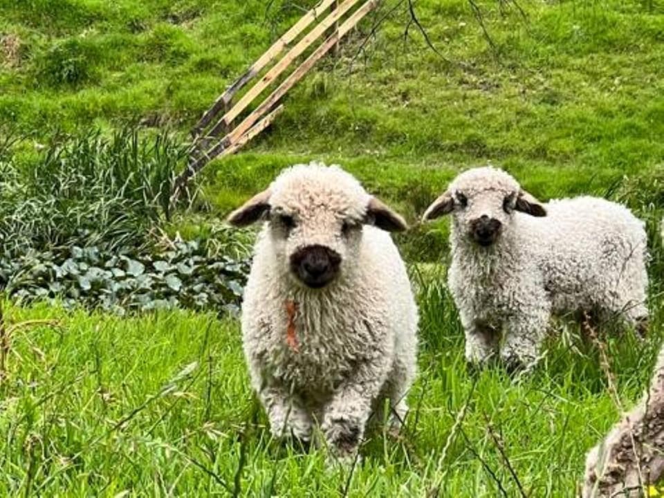 Animals
